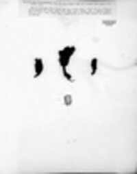 Xylaria polymorpha image